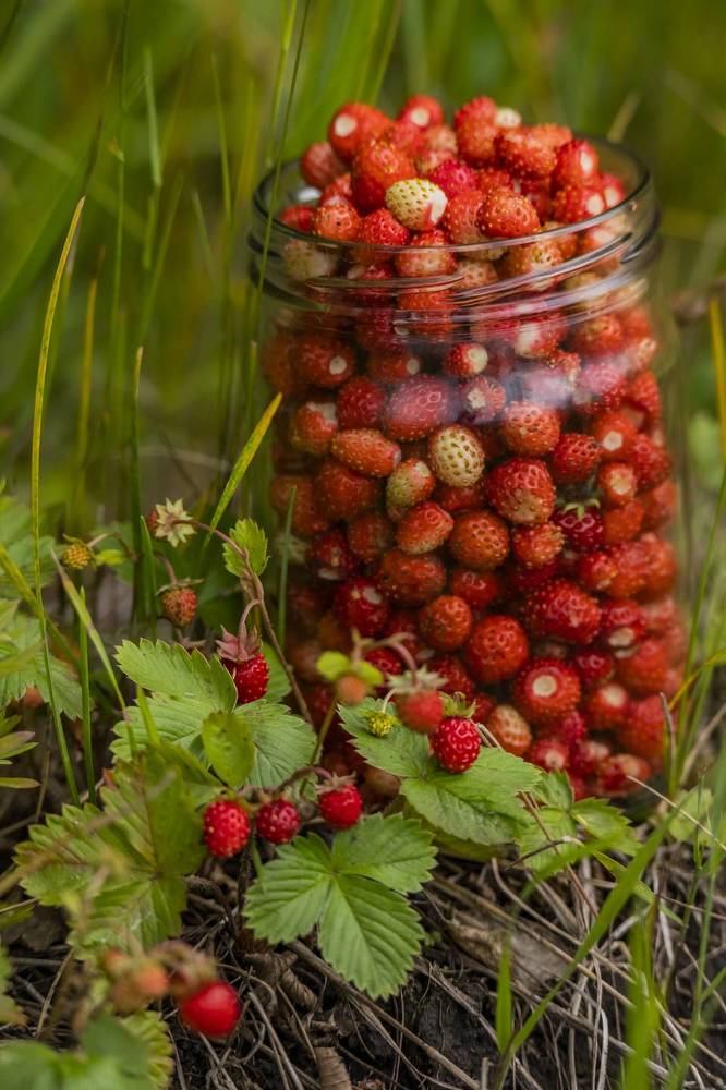 Photograph by Елена Перминова