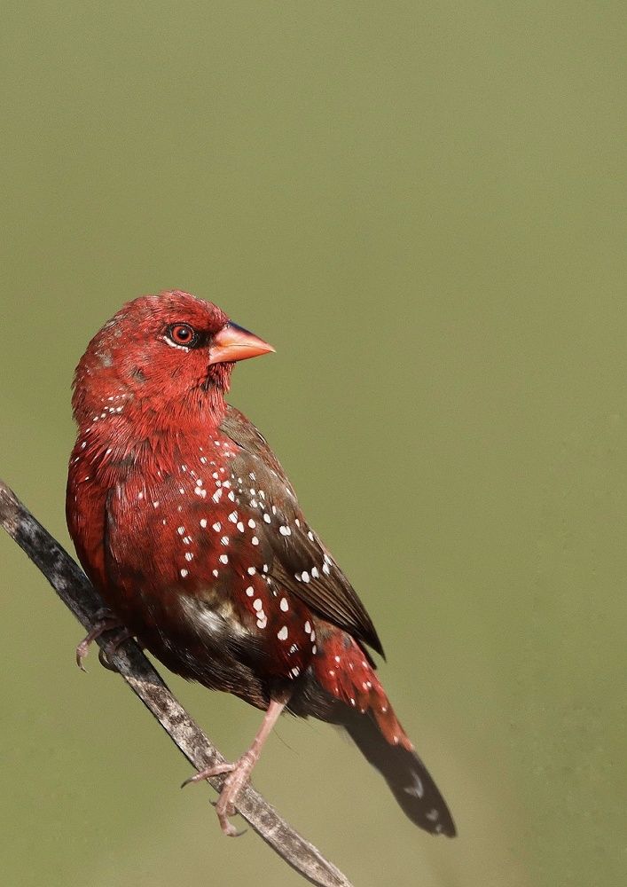 Photograph by prabhakar Gujjarappa