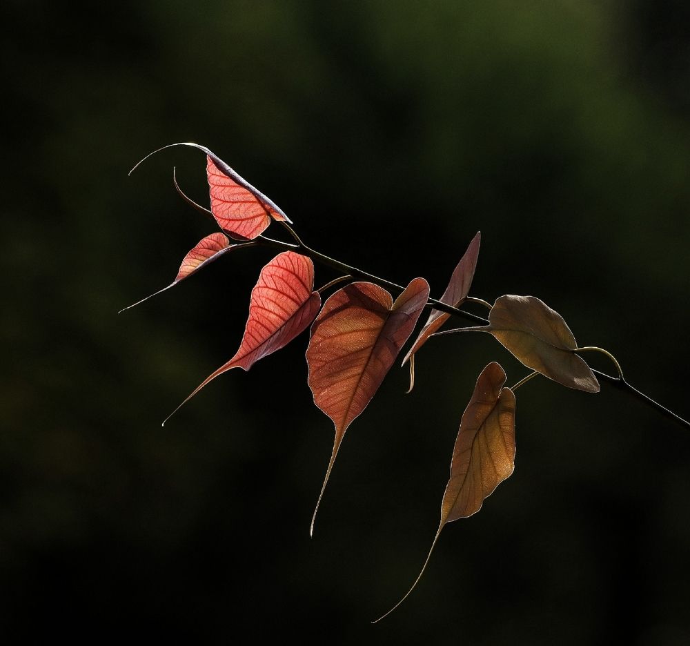Photograph by prabhakar Gujjarappa