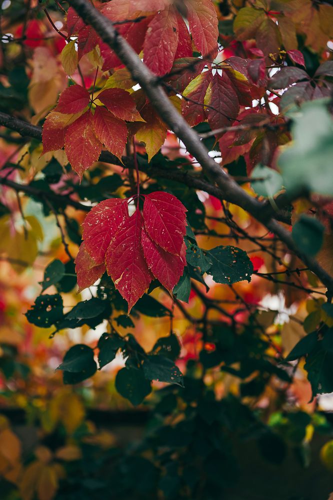 Photograph by Остапенко Алина