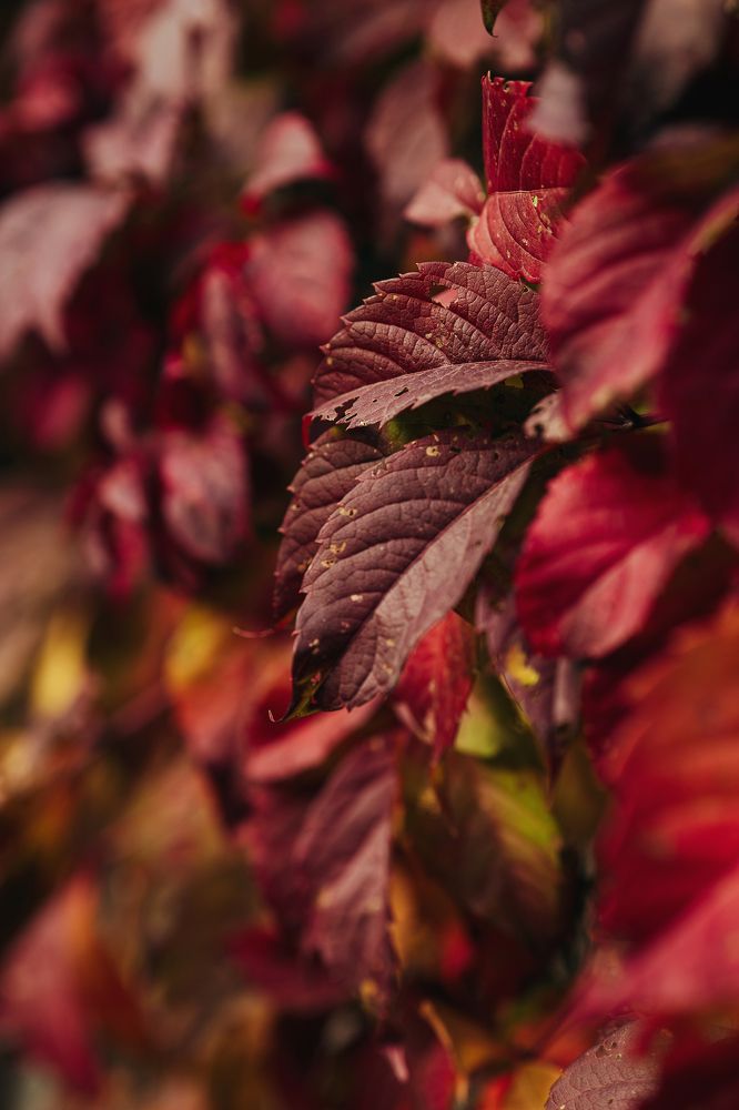 Photograph by Остапенко Алина