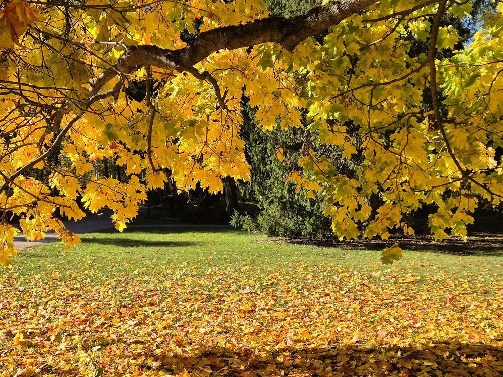 осеннее золото