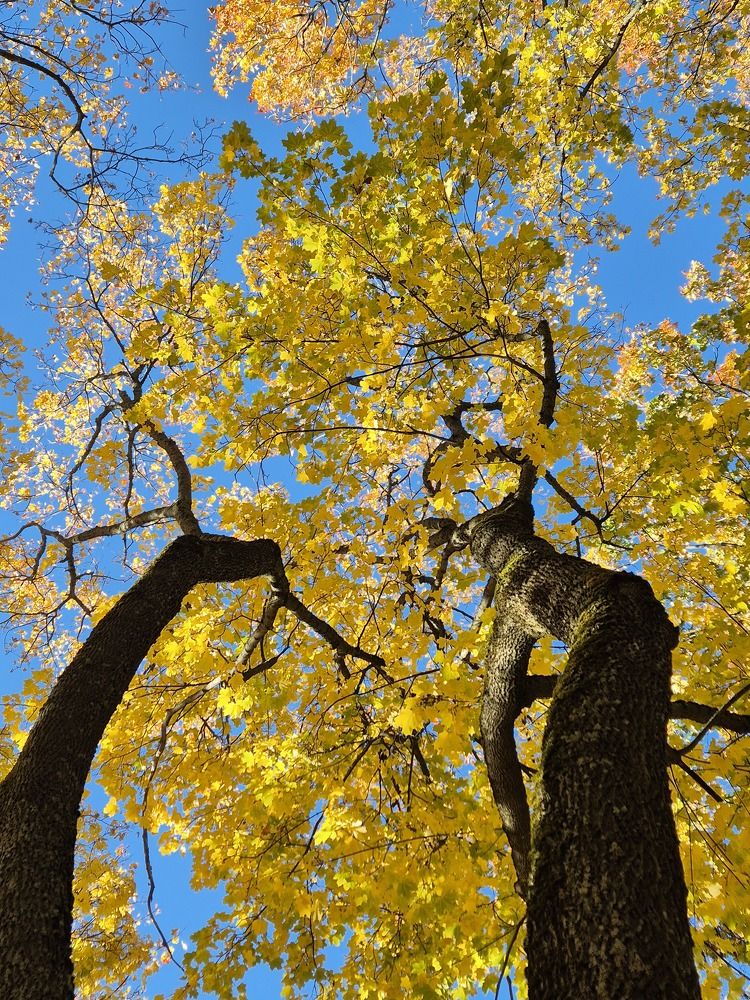 осеннее золото в парке