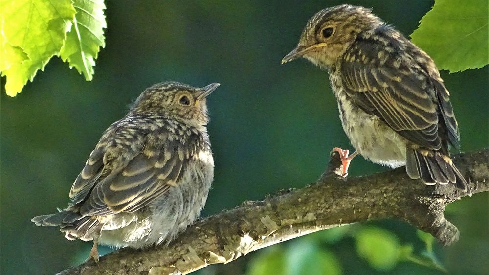 Наставление