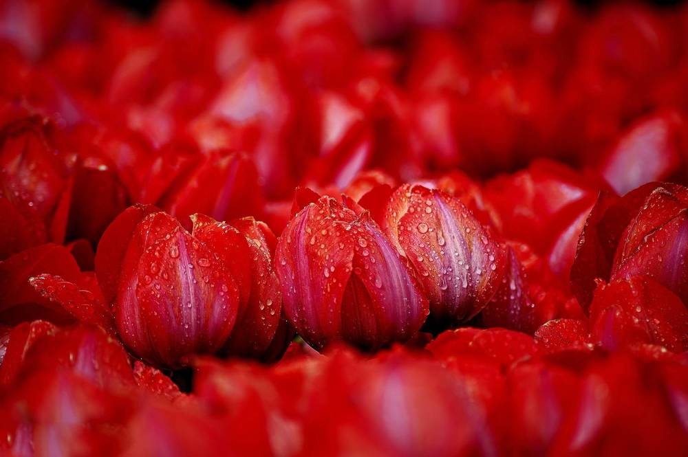 Photograph by DAMOUN POURNEMATI