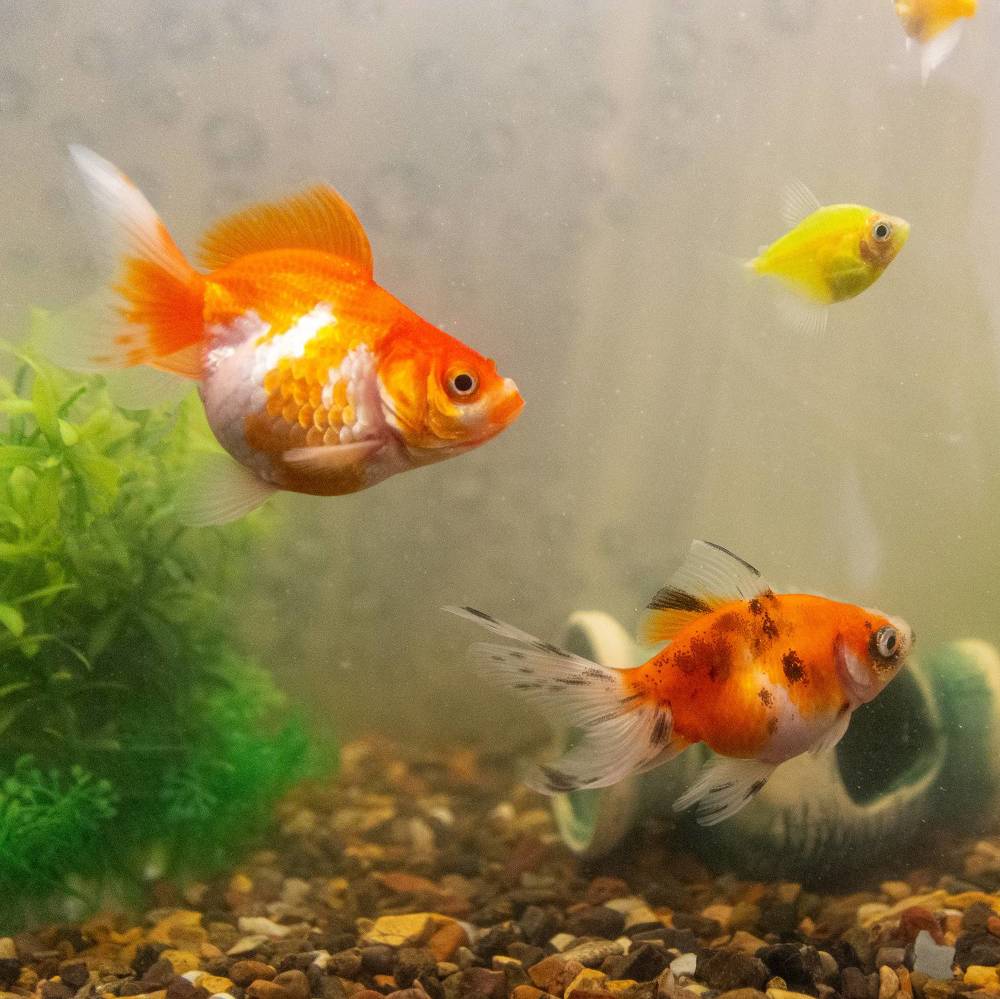 Photograph by Валерий Петухов