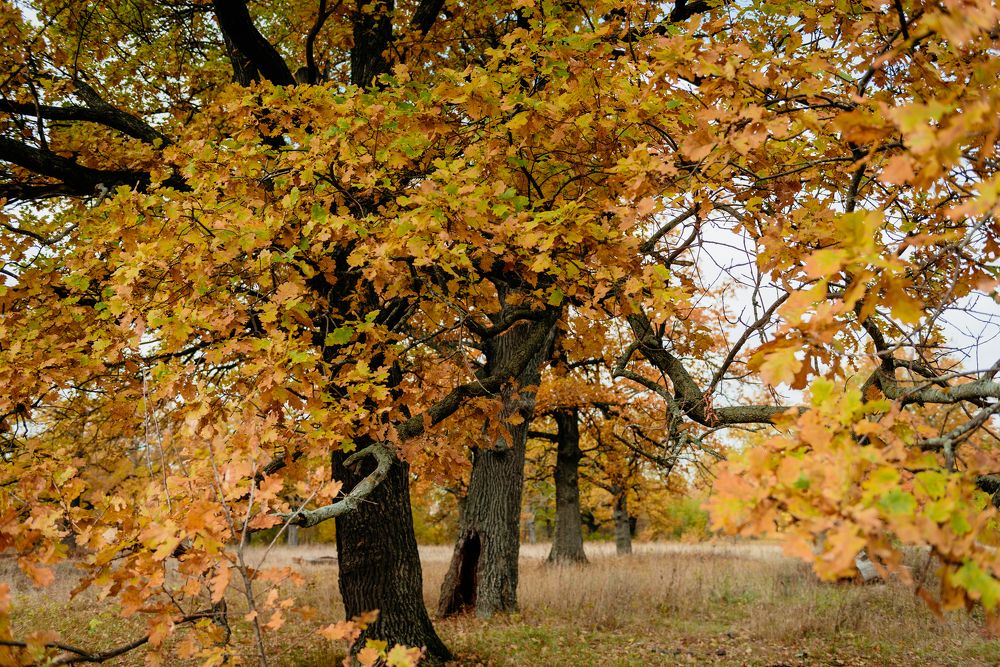 Photograph by Дарья Дмитриева