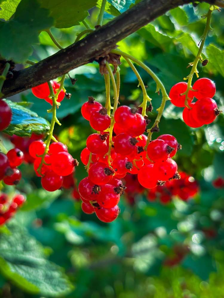 Photograph by Марина Губская