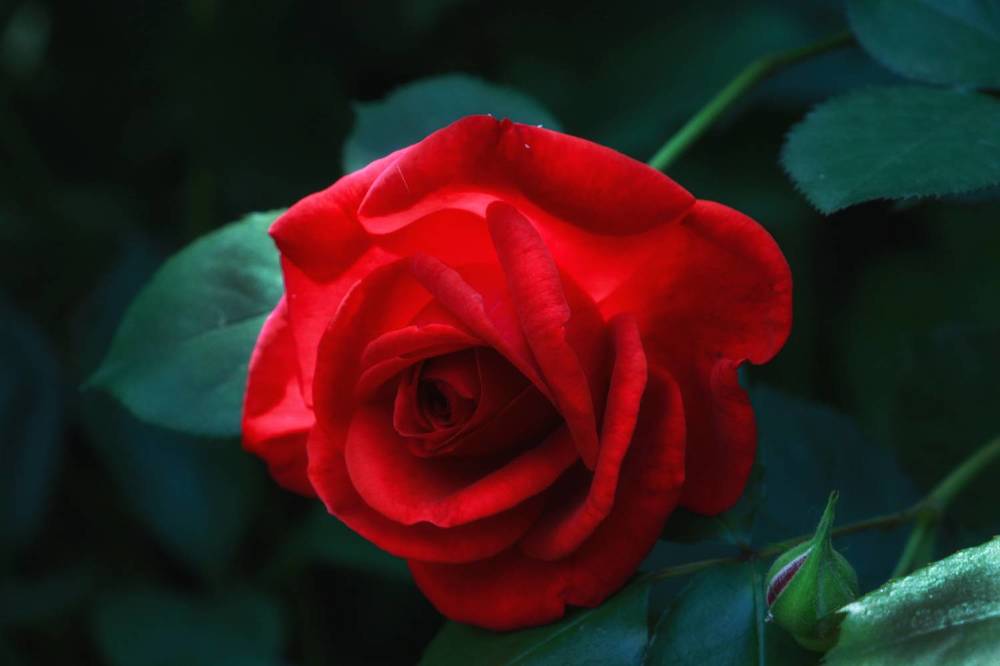 Фотография автора Татьяна Сергиенко