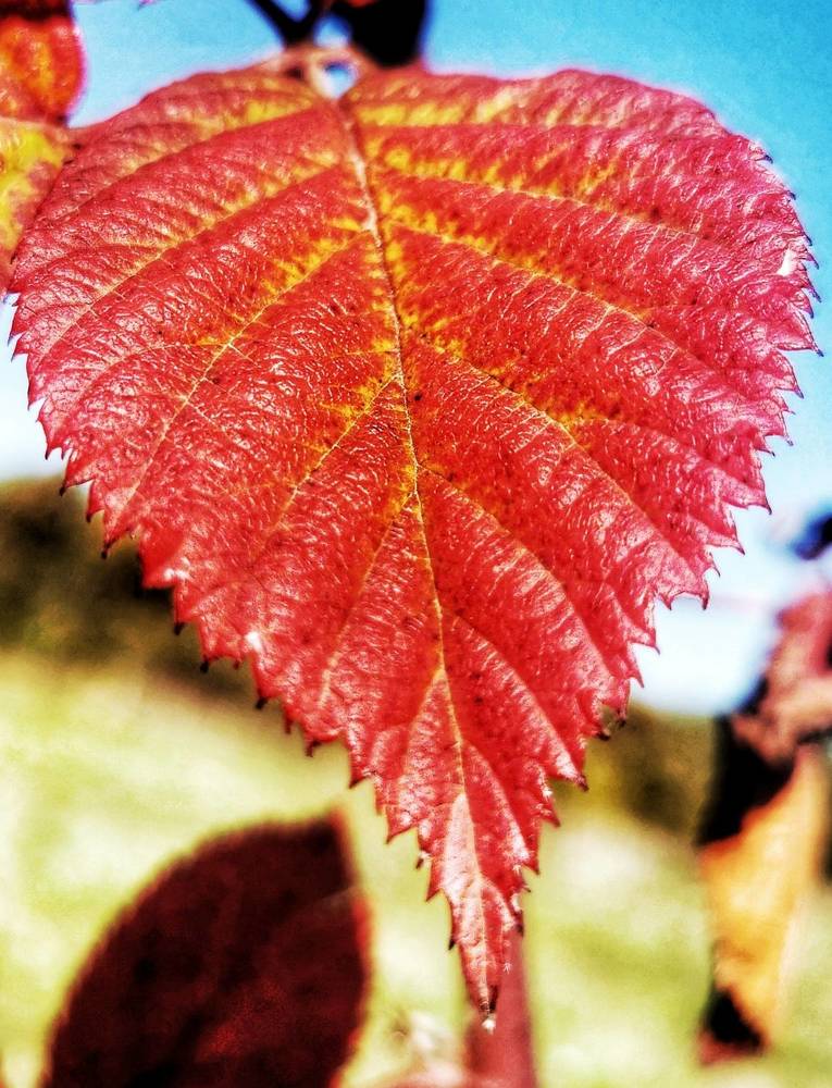 Photograph by Nikolett Mengyi