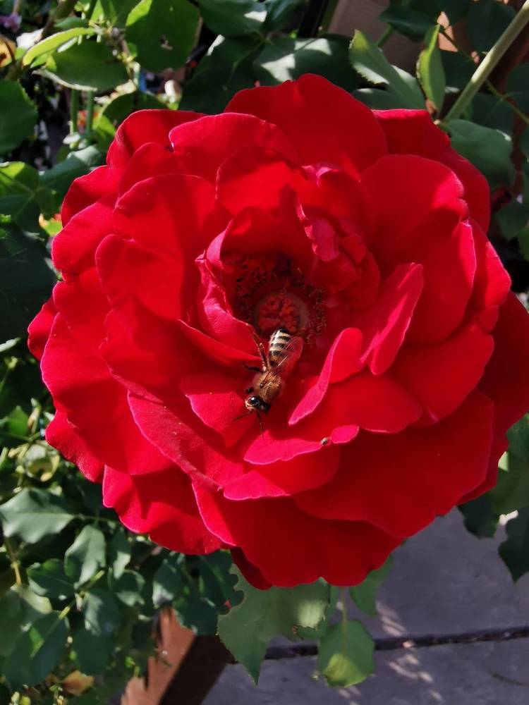 Photograph by Nikolett Mengyi