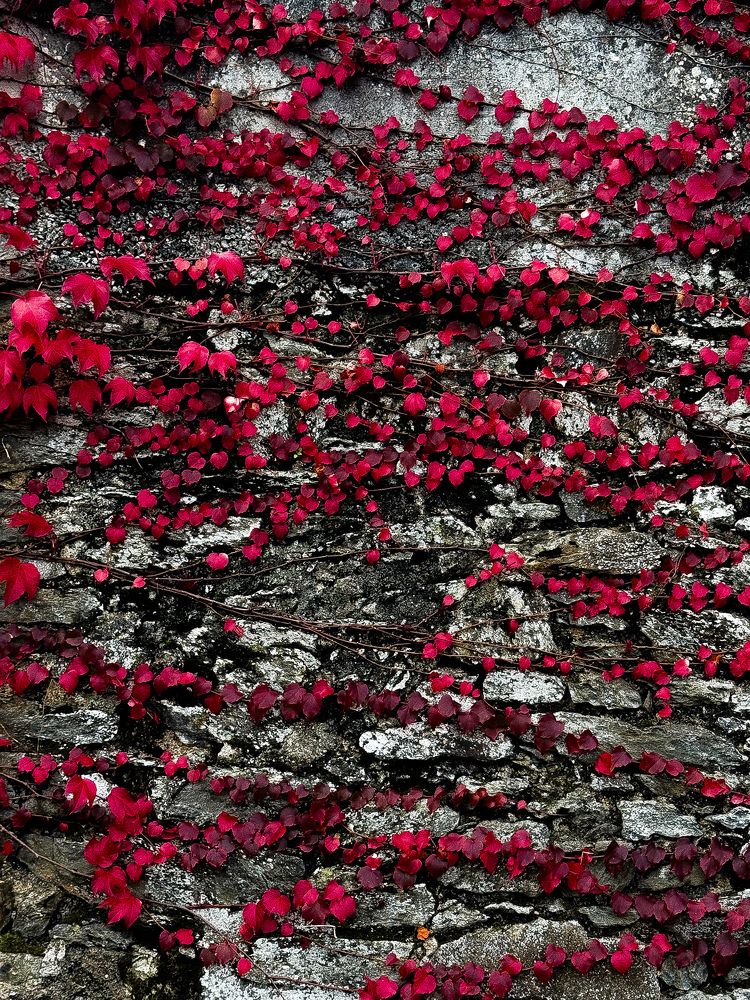 Photograph by Аlina BRAZIUL