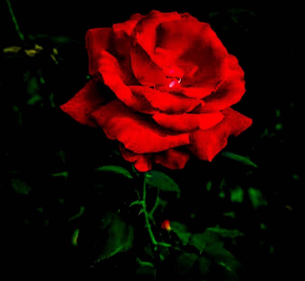 Photograph by Nikolett Mengyi