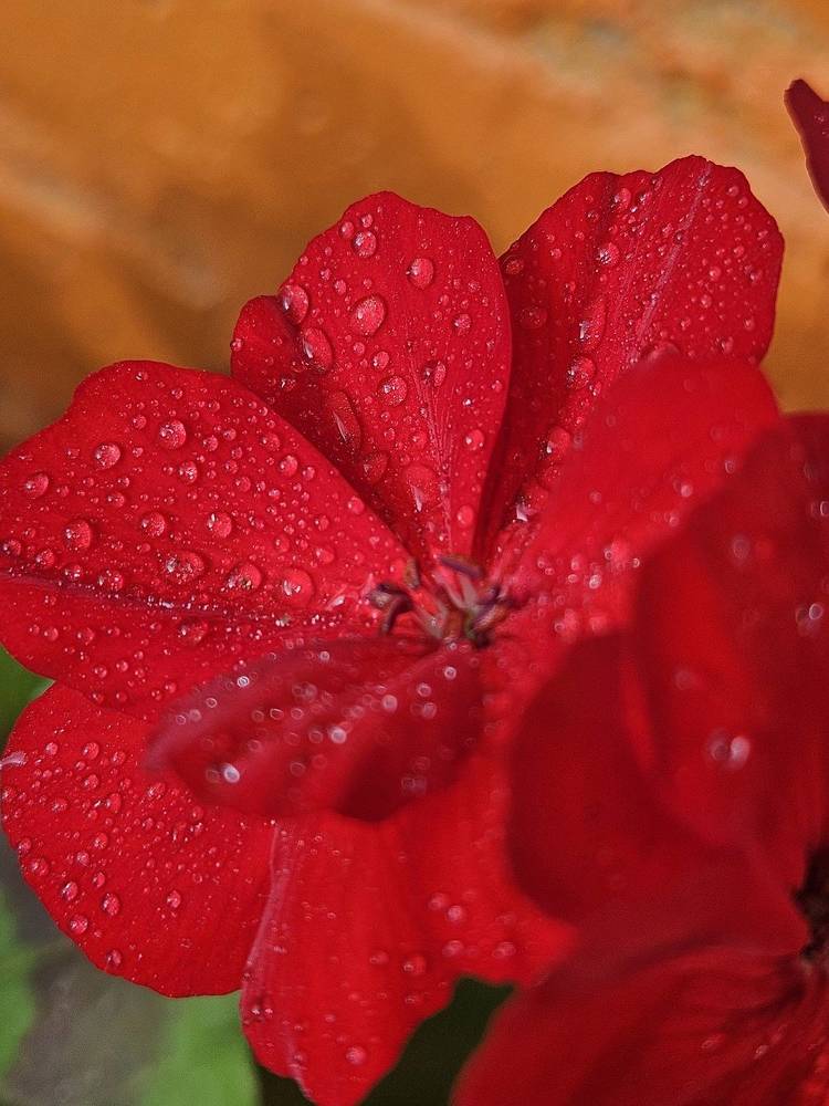 Photograph by Ольга Пришедько