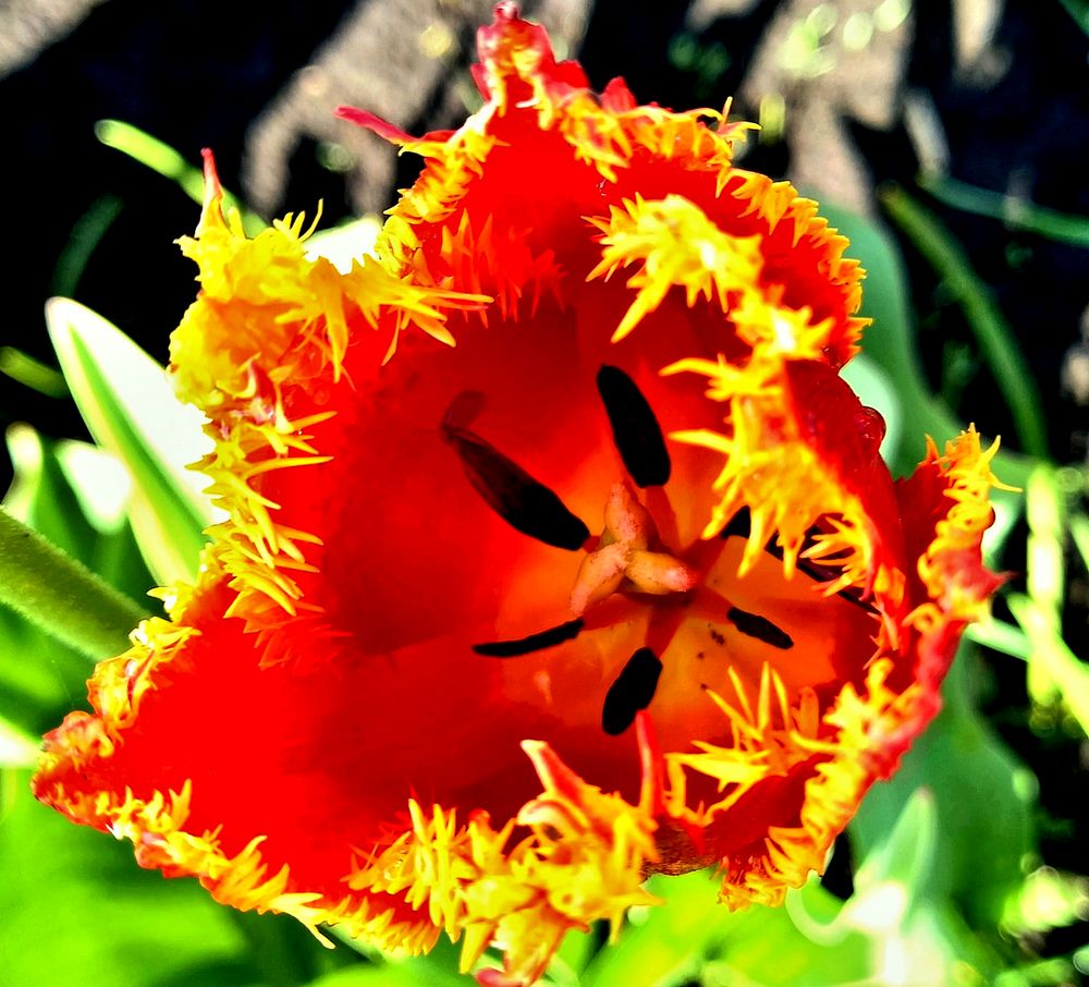 Красный тюльпан!