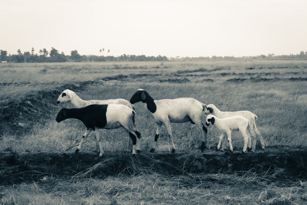 Photograph by Niruthigan Uthayakumar