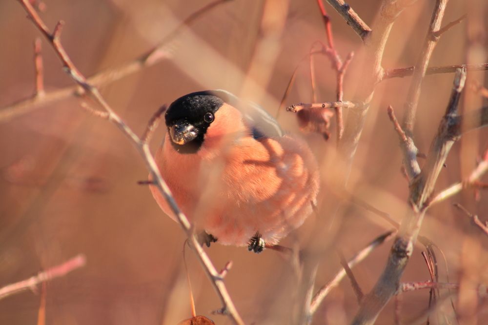 Photograph by Елена Змейкова