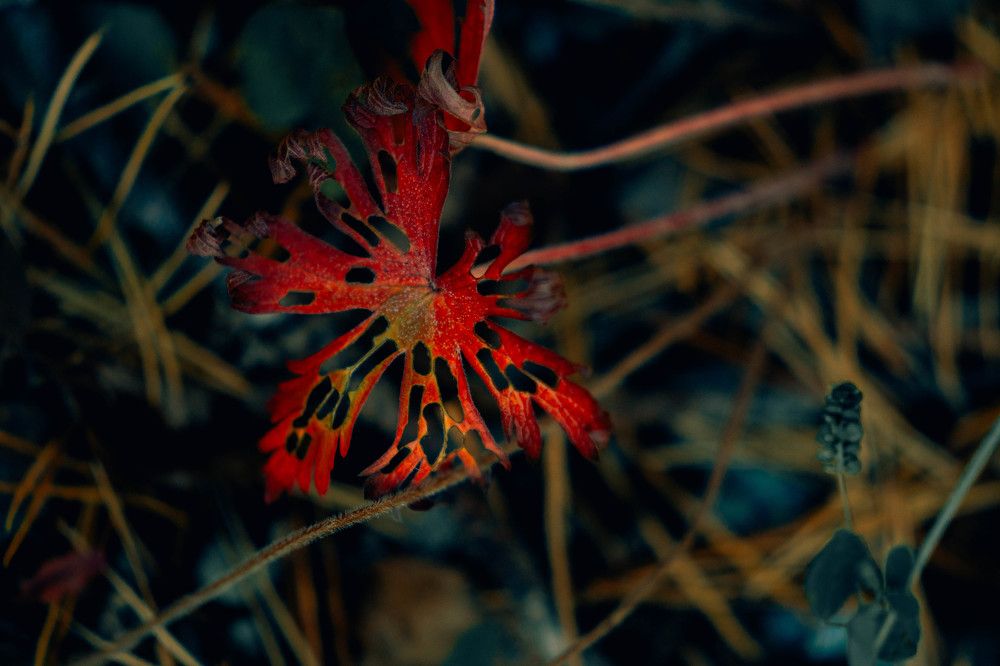 Photograph by Иван Кривоносов