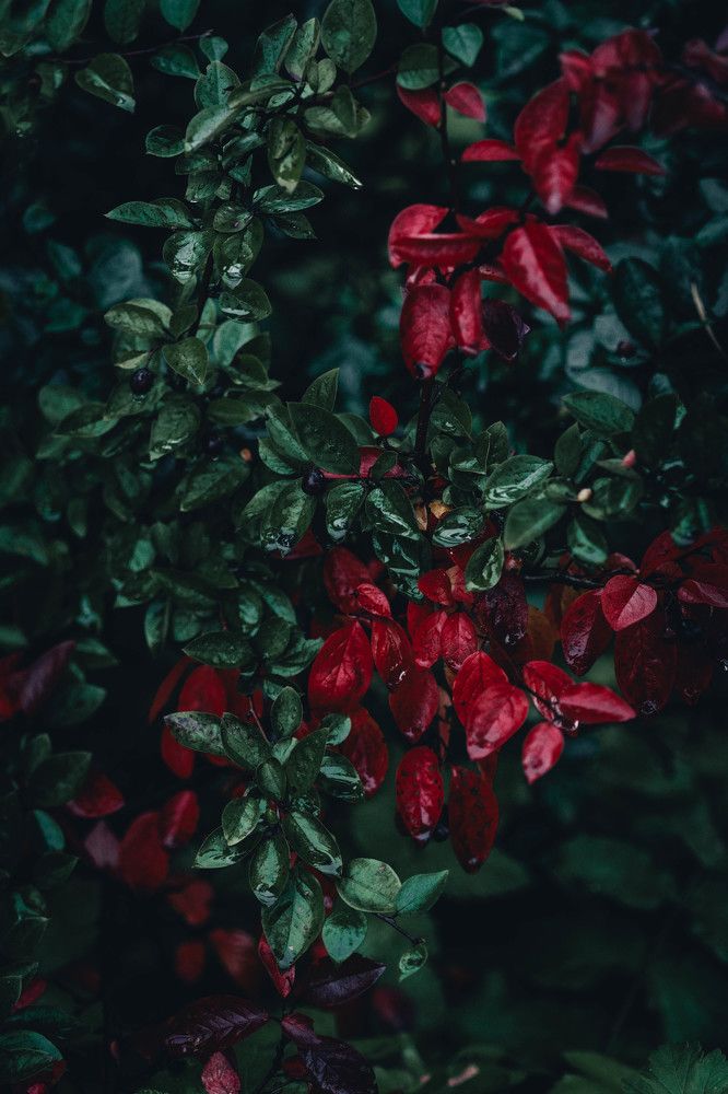 Photograph by Иван Кривоносов