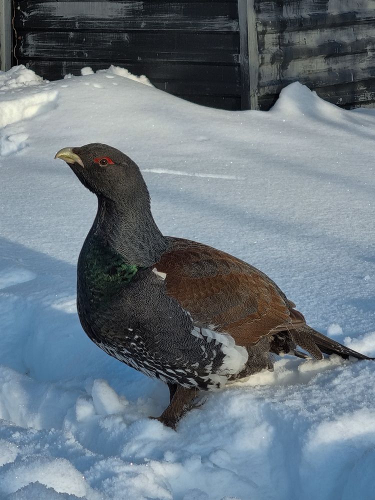 Photograph by Ольга Дёмина