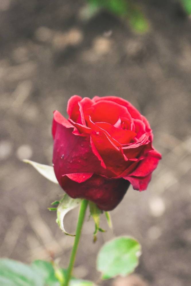 Photograph by Ольга Топорищева