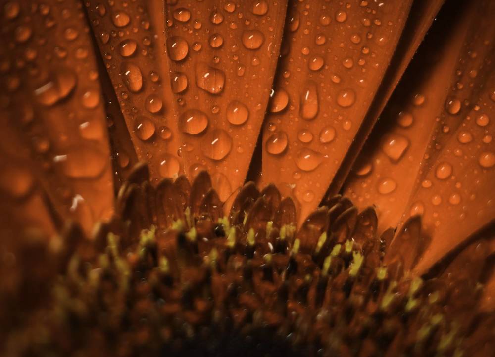 Photograph by Olga Mendosa