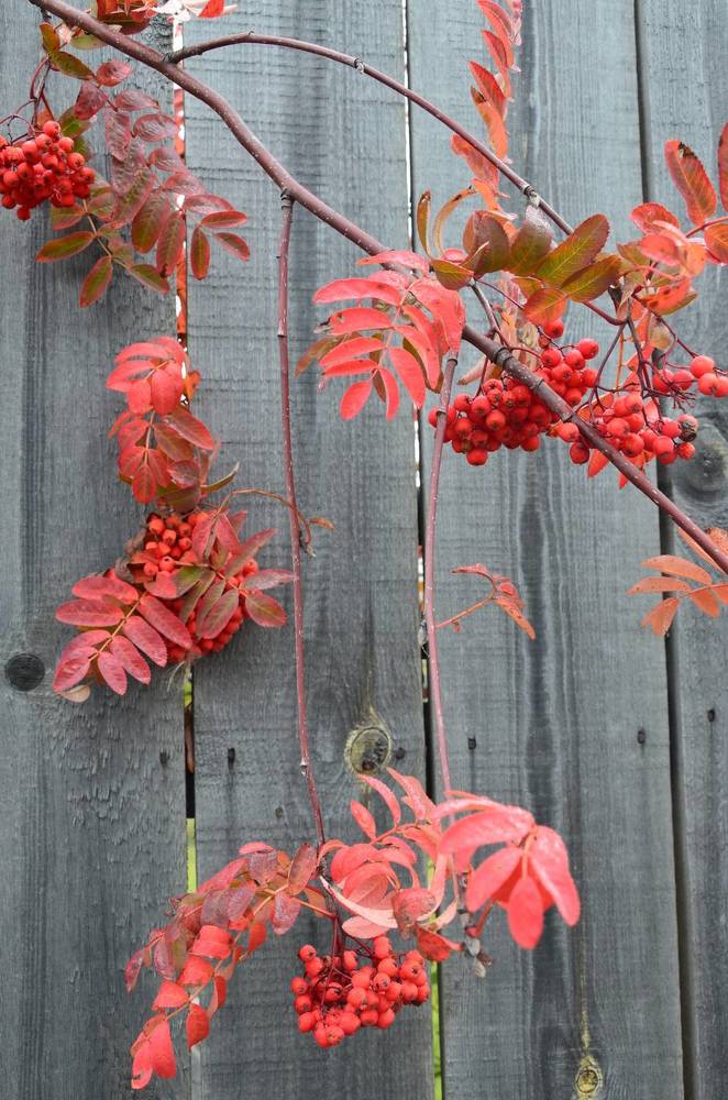 Photograph by Людмила Воропаева