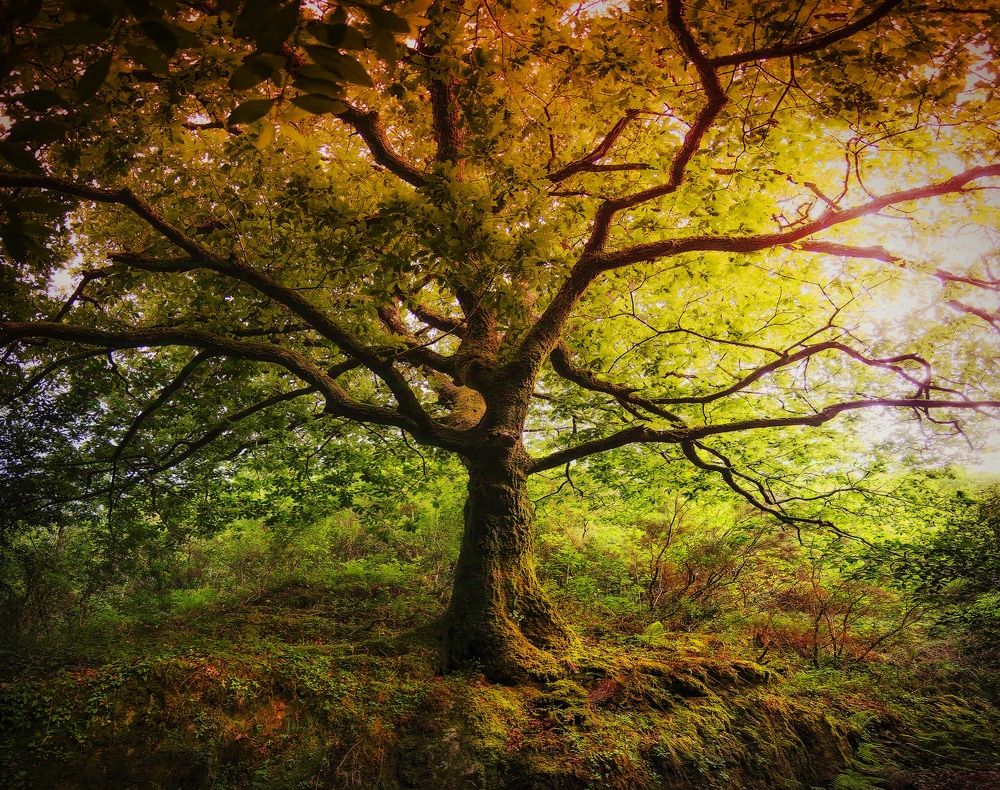 Photograph by JosemaFRoel