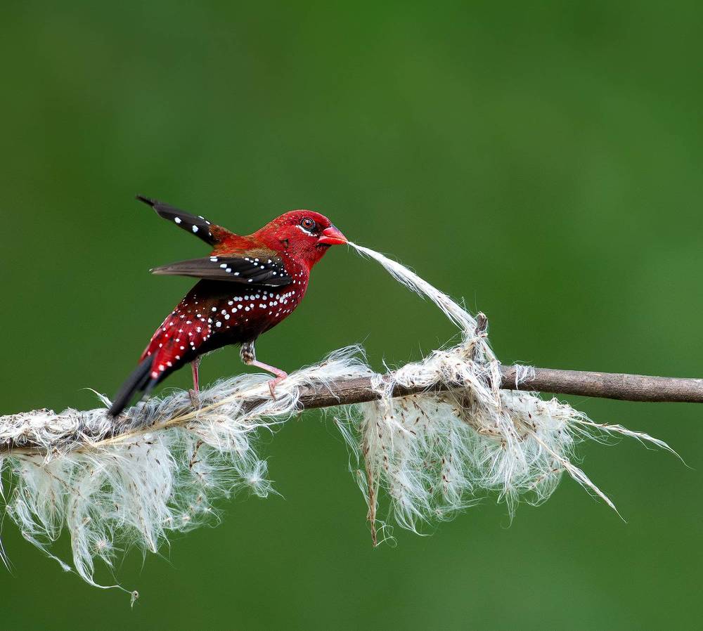 Photograph by Mainak Halder