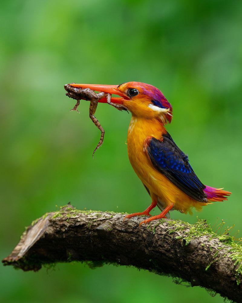 Фотография автора Mainak Halder