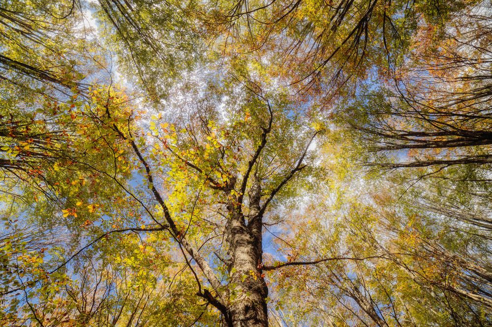 A testa in su nel parco