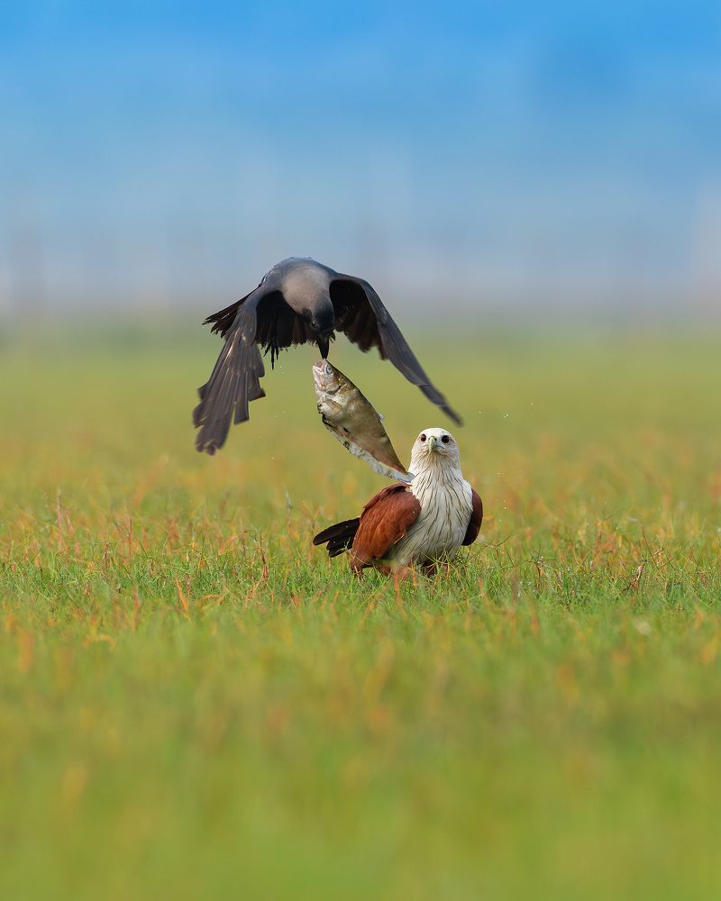 Фотография автора Mainak Halder