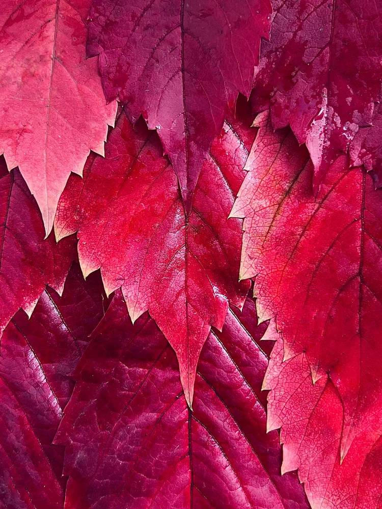 Photograph by Ксения Гулькова