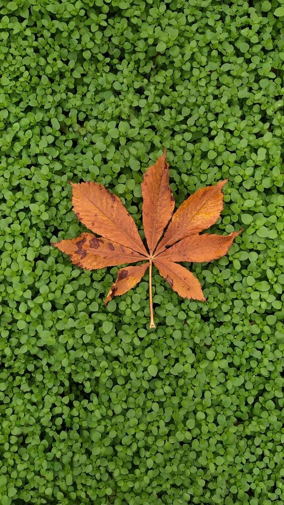 Фотография автора Наталья Алексеева