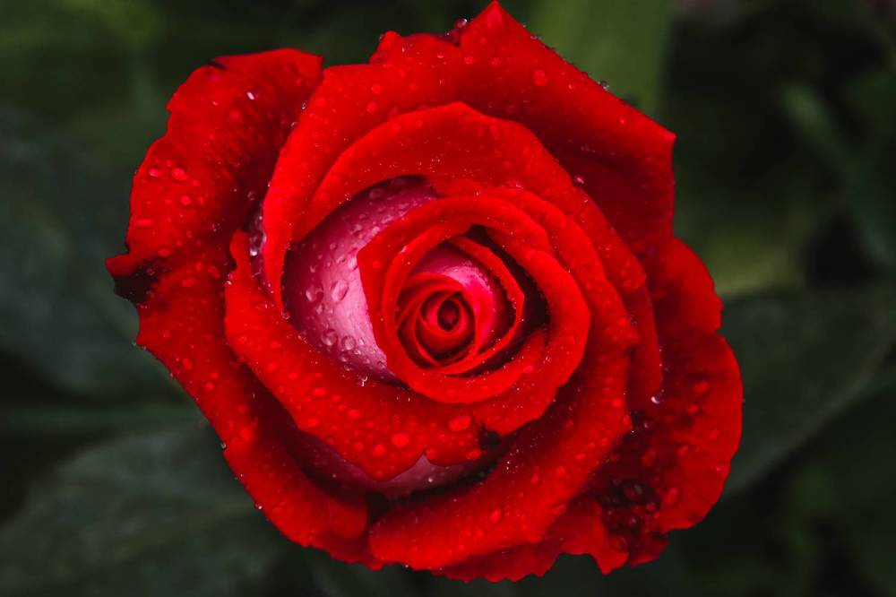 Photograph by Алексей Голубев