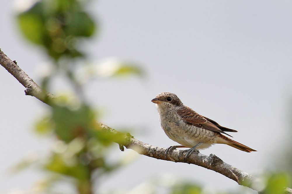 Photograph by Дарья Улюсова