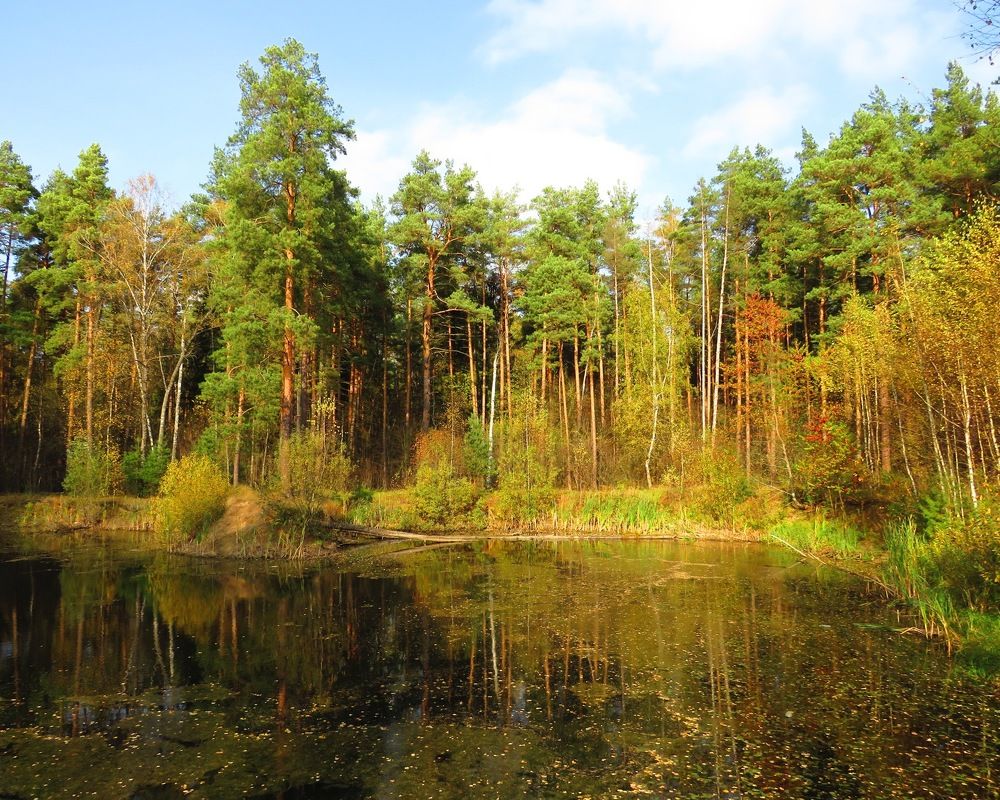 Прудик в лесу