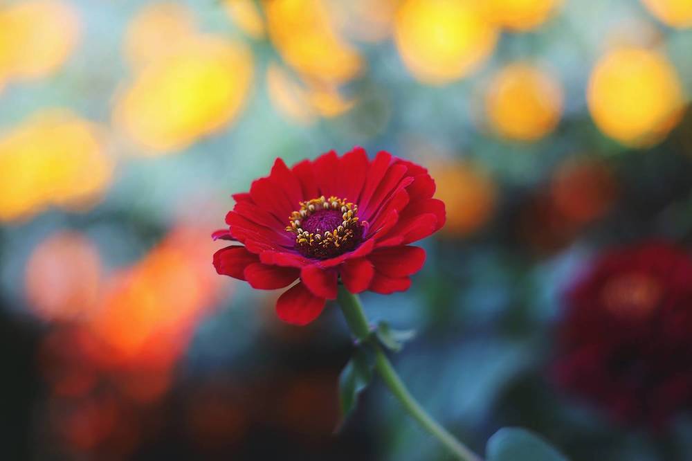 Photograph by Anna Lin