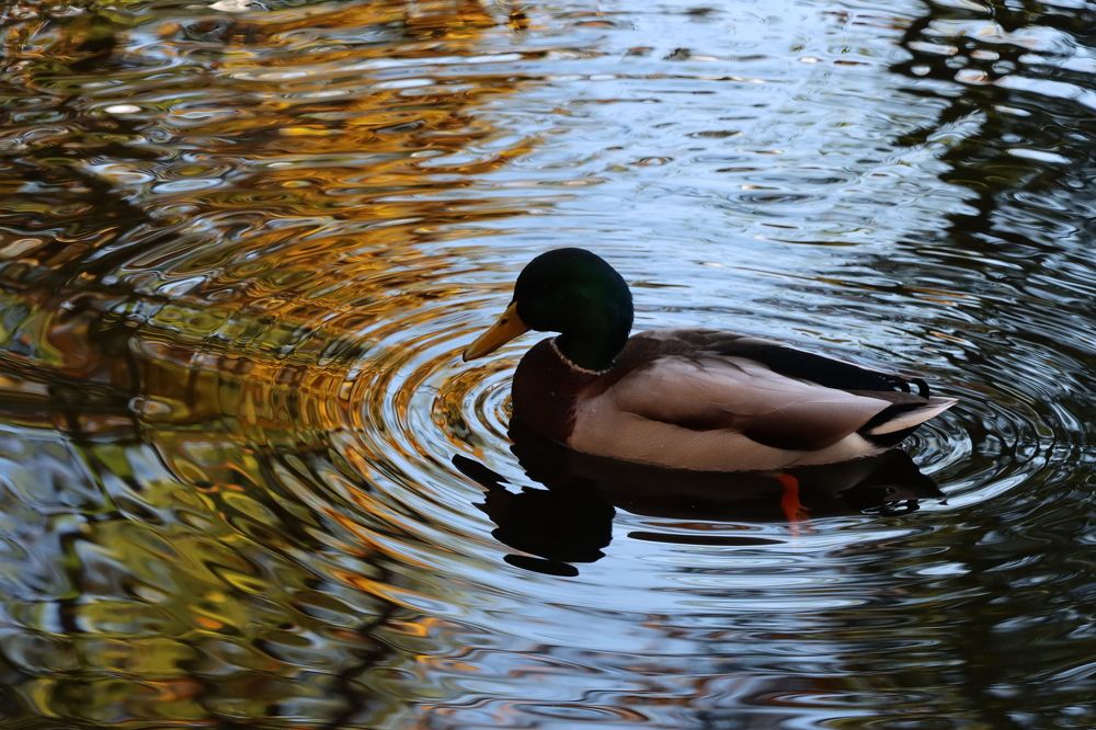 Photograph by Inna Klimaševska