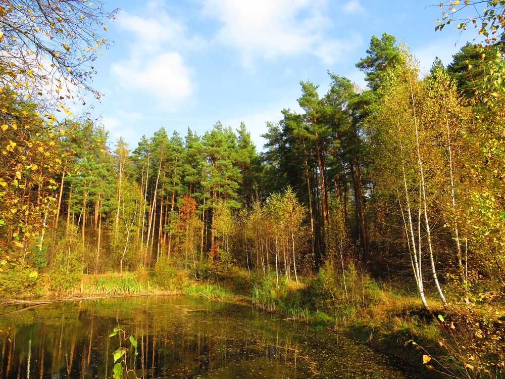 На осеннем пруду