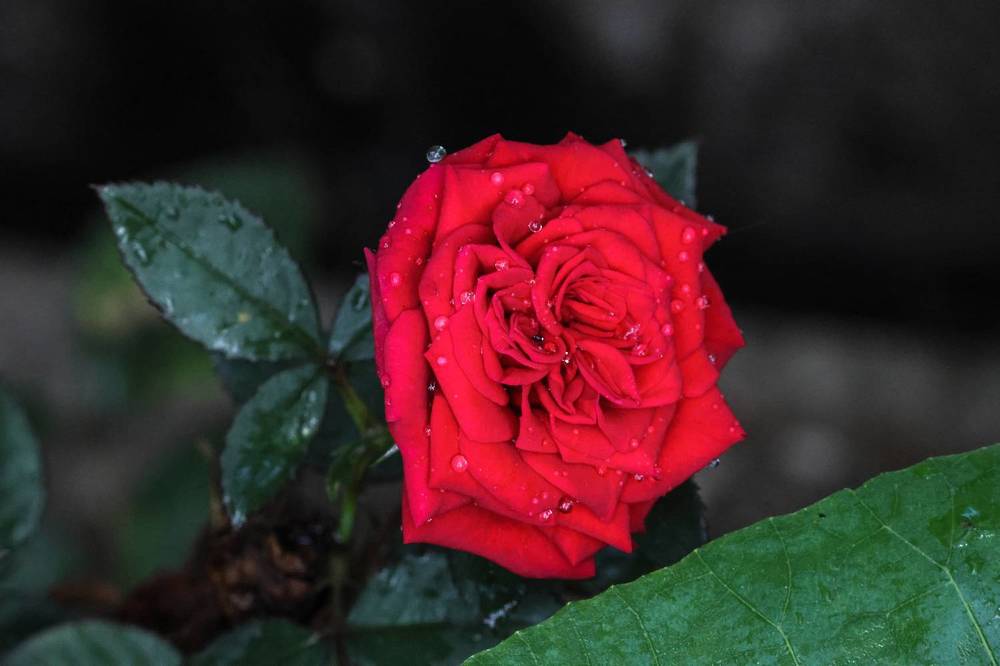 Photograph by Praveen Sampath