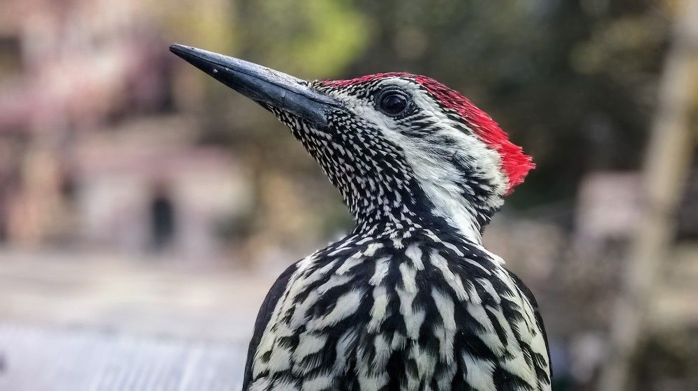 Photograph by Partha Ghosh