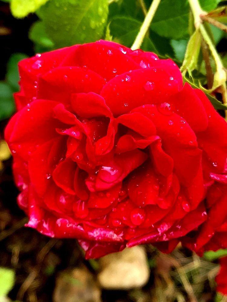 Photograph by Ольга Юрченко