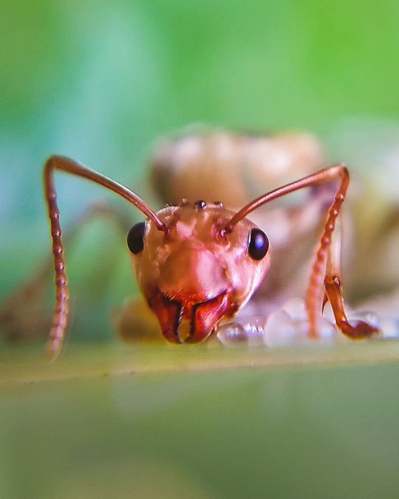Macro Red