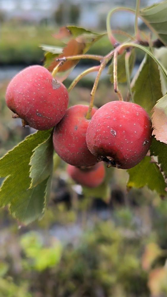 Photograph by Светлана Войта