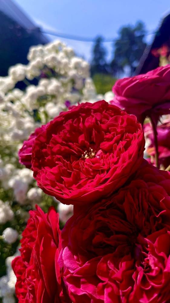 Photograph by Елизавета Большакова