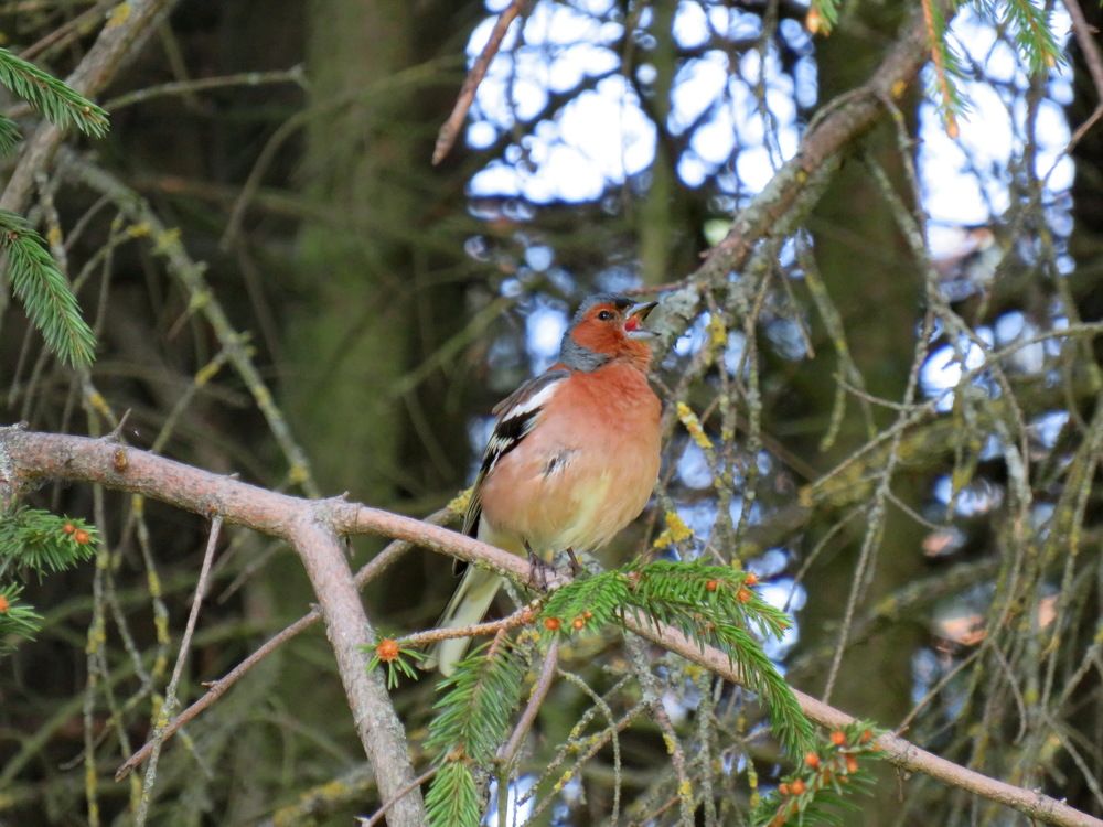 The finch sings a song