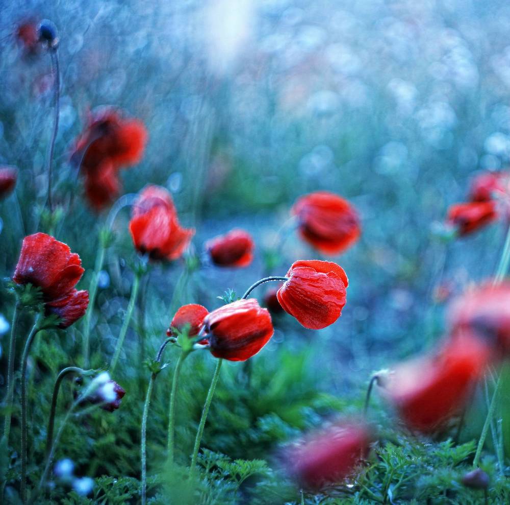 Photograph by Zachar