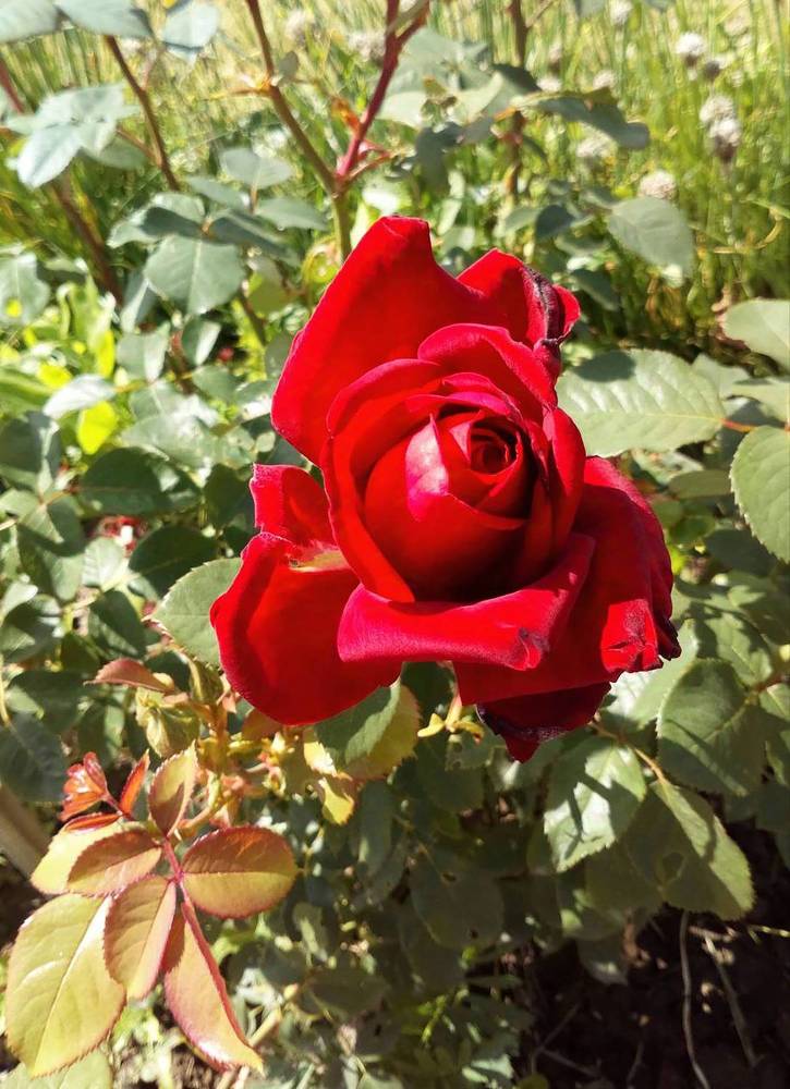 Photograph by Юлия Холомцева