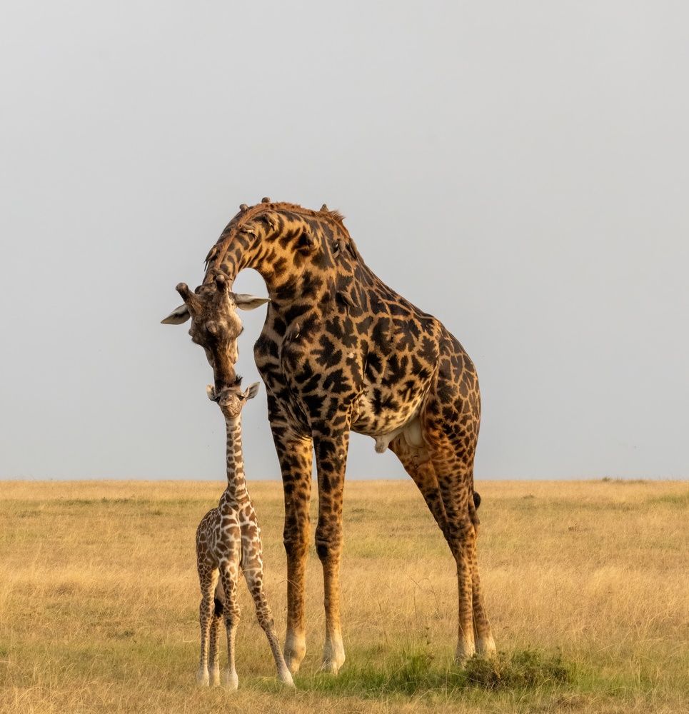 Фотография автора Rajharsha Narayanswamy Narayanswamy